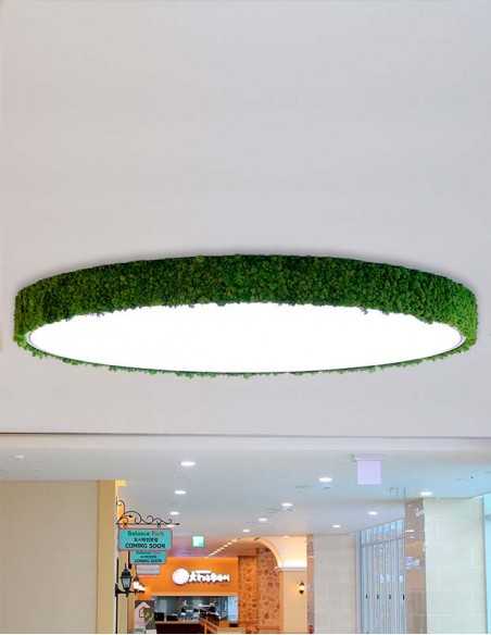 Lámpara de musgo en espacio retail