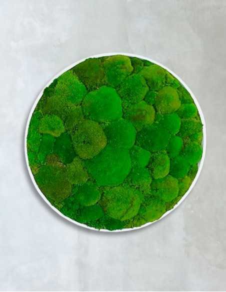 Círculo con musgo bola