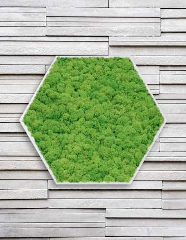Hexágono de musgo preservado en pared moderna Hexágono de musgo preservado en pared moderna